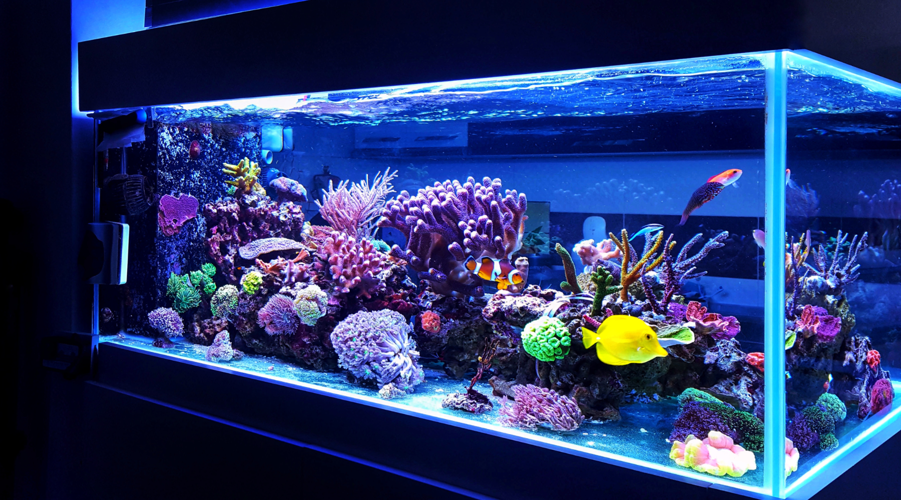 Activated Carbon for Aquariums: A Complete Guide