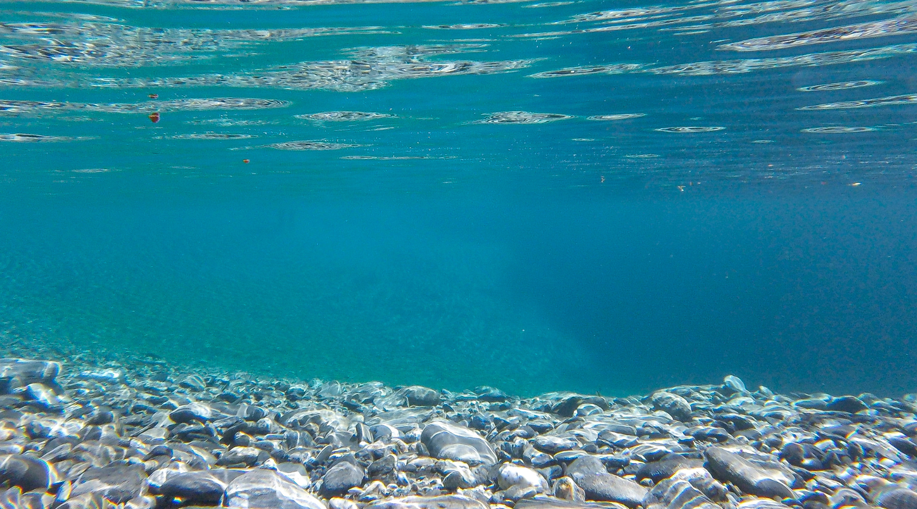 Activated Carbon for Dechlorination: Safe Water for Fish & Equipment