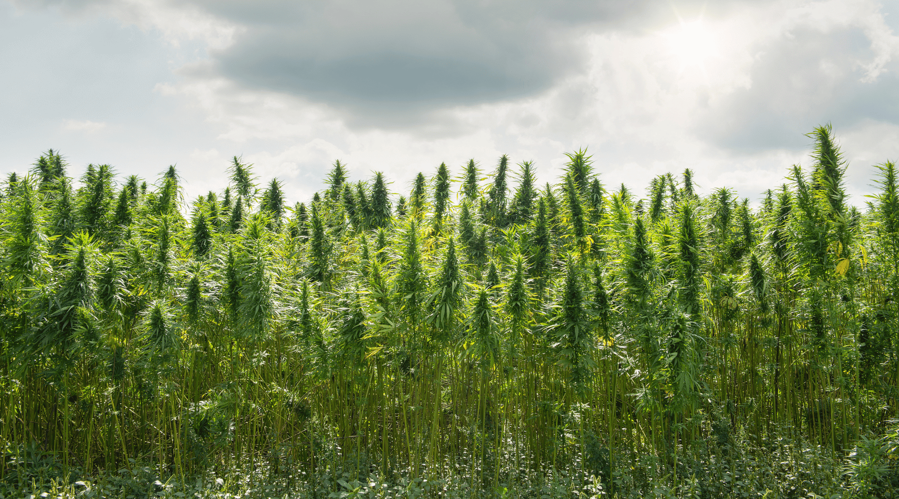 How Activated Carbon is Used in Cannabis Extraction