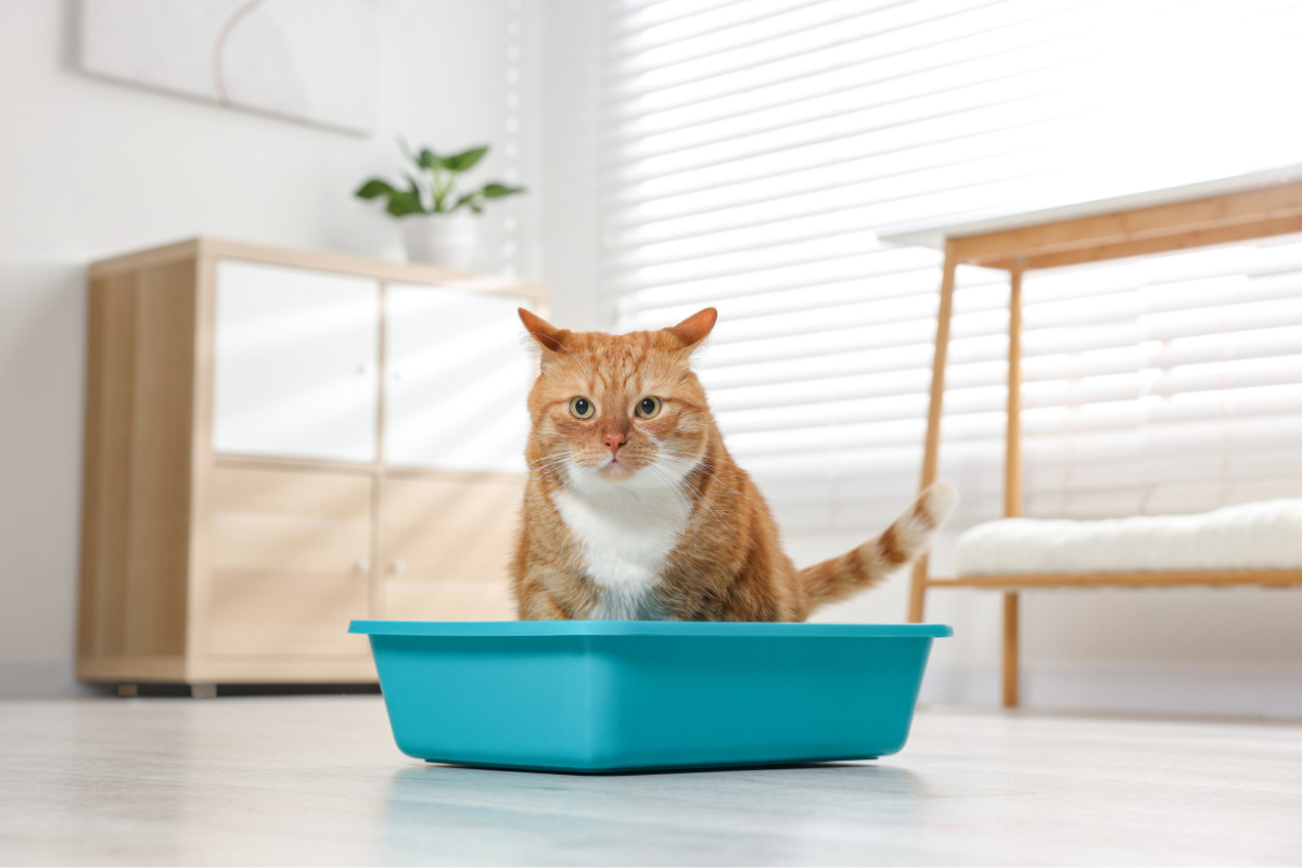 Why Use Activated Carbon for Litter Boxes?