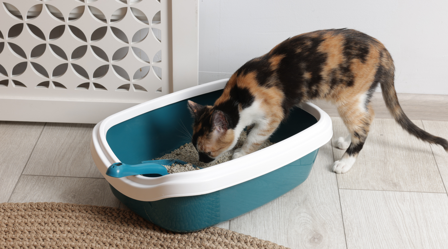 5 Ways Activated Carbon Eliminates Cat Litter Odor | Simple Home Hacks