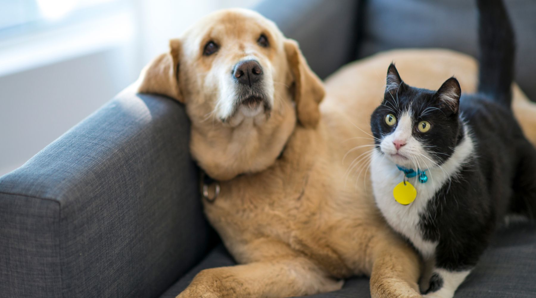 Activated Carbon for Pets: Is It Safe and When Should You Use It?