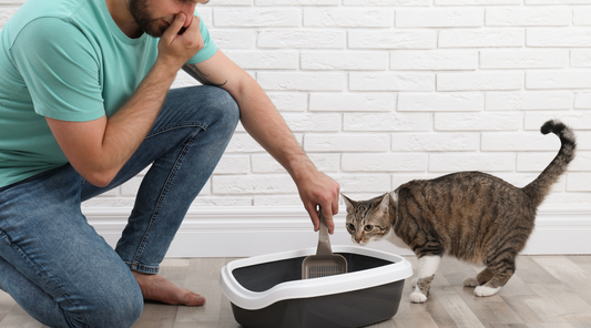 How to Use Activated Carbon for Litter Boxes