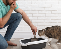 How to Use Activated Carbon for Litter Boxes