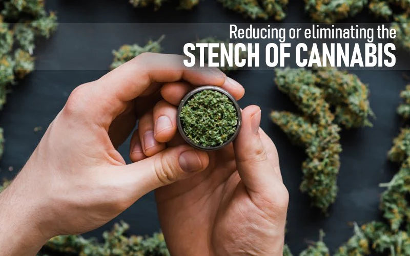 Reducing or Eliminating the Stench of Cannabis Using Activated Carbon