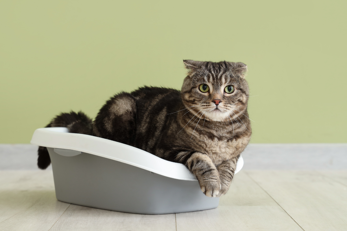 Is Activated Charcoal in Cat Litter Safe?